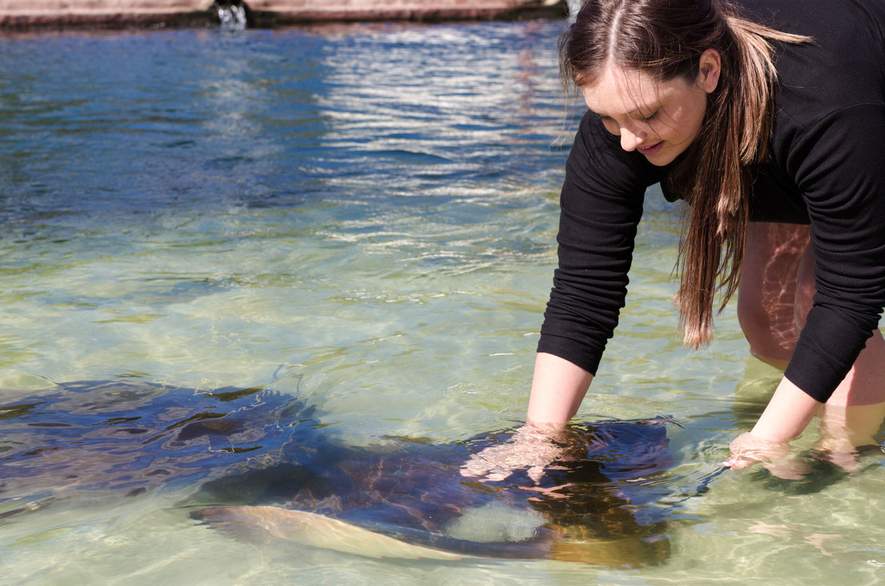 Irukandji Shark Ray Encounters Concrete Playground