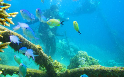 Underwater Art Hopes to Regenerate Coral Reefs