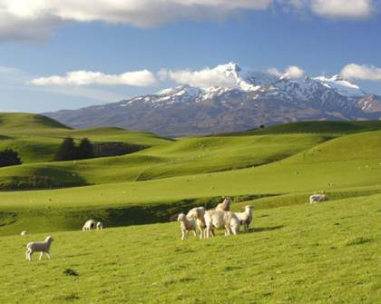 A Brief Gastronomic Guide to New Zealand’s South Island