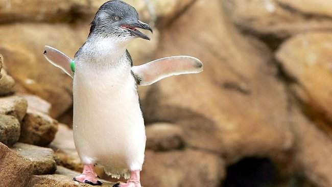 Tourists Steal a Penguin From Sea World Australia
