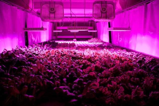 Former Meatpacking Plant Transformed into Self-Sustaining Farm