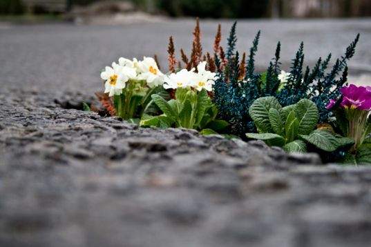 Sydney’s Streets Set to Bloom Under New Gardening Initiative