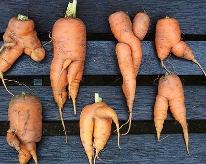 What Happens to Funny-Shaped Vegetables?