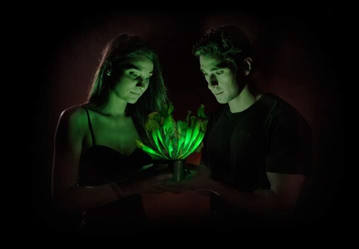 Background image for Plants: The Lightbulbs of the Future?