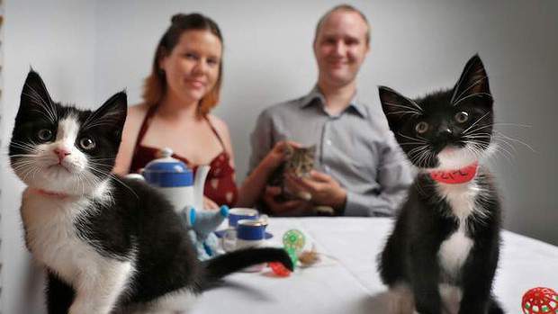 A Potentially Purrfect Addition to Melbourne’s Cafe Scene