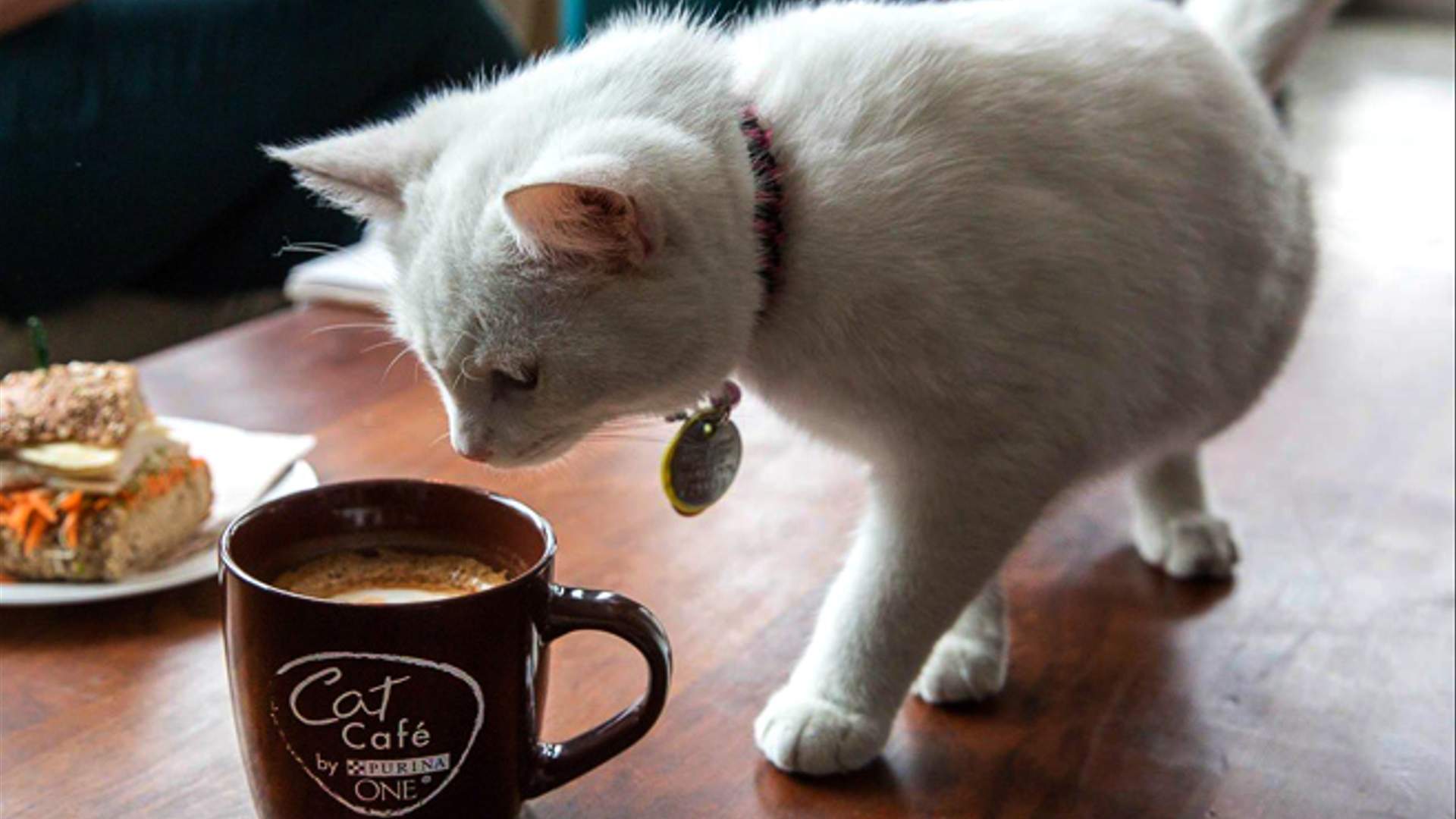 Коту можно чай. Кот и кофе. Котик с кофе. Котенок с чашкой кофе. Кот с чашкой чая.