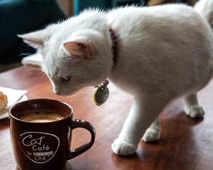 NYC Opened a Cat Cafe Because New York