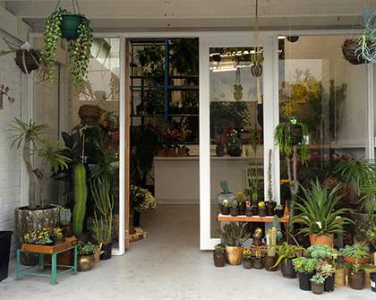 Grow Your Indoor Garden Haven with New Plant Warehouse Loose Leaf
