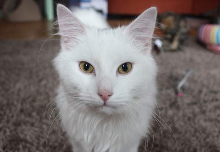 Background image for What to Expect from Australia’s First Cat Cafe