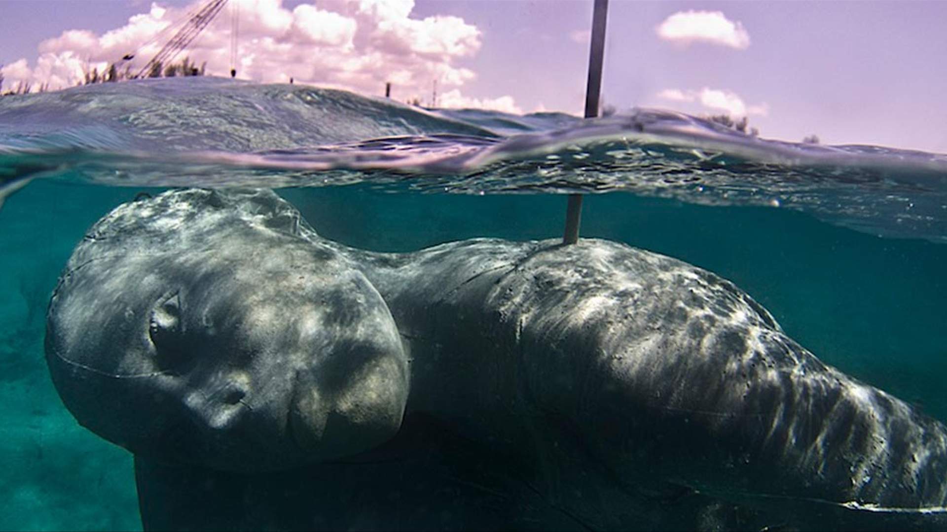 гигантская китовая акула. кит синий кит. гигантская (или исполинская) акула. гиганты моря. гигантские обитатели океана.