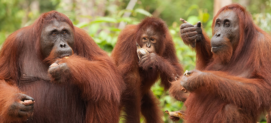 Auckland Zoo Orangutan Caring Week