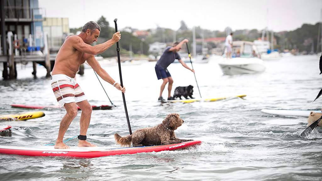 Every Man and His Dog Stand Up Paddle Race