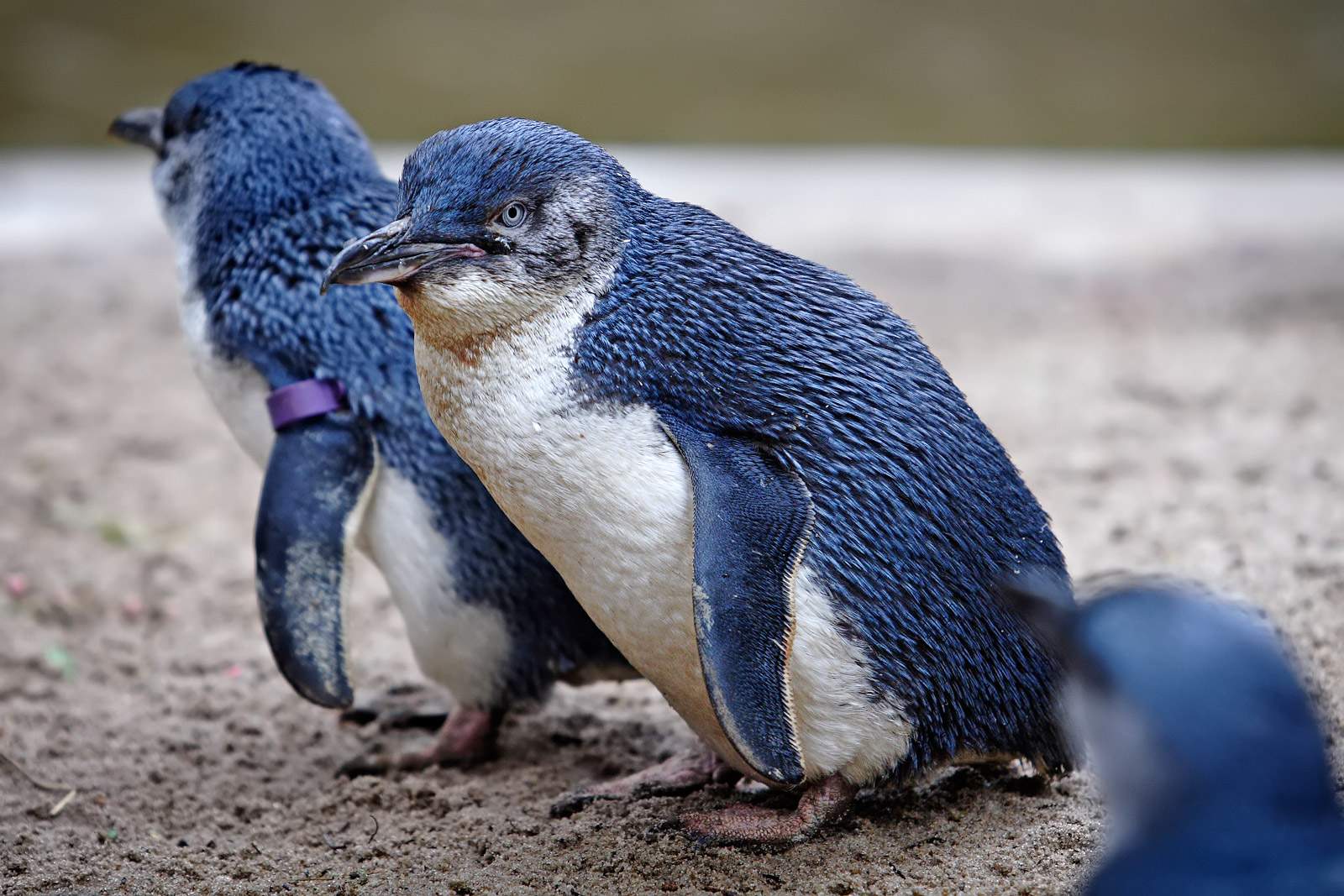 Penguins with Type B Personalities More Likely to Survive Climate Change