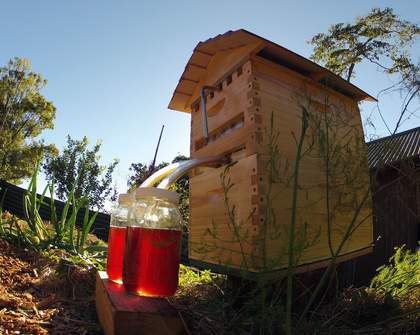 Honey On Tap: The Crowdfunded Australian Beehive That Raised Millions
