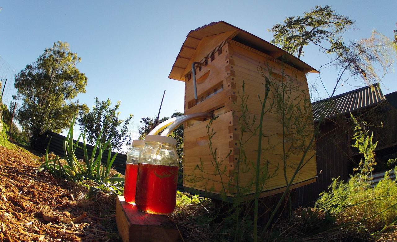 Honey On Tap: The Crowdfunded Australian Beehive That Raised Millions