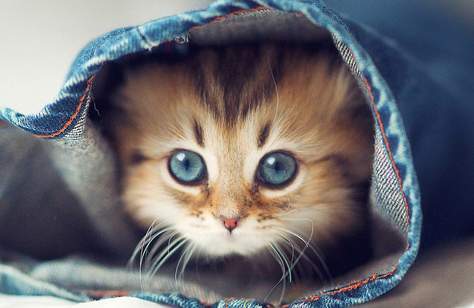 Uber Will Deliver Kittens to Your Office Today, Really