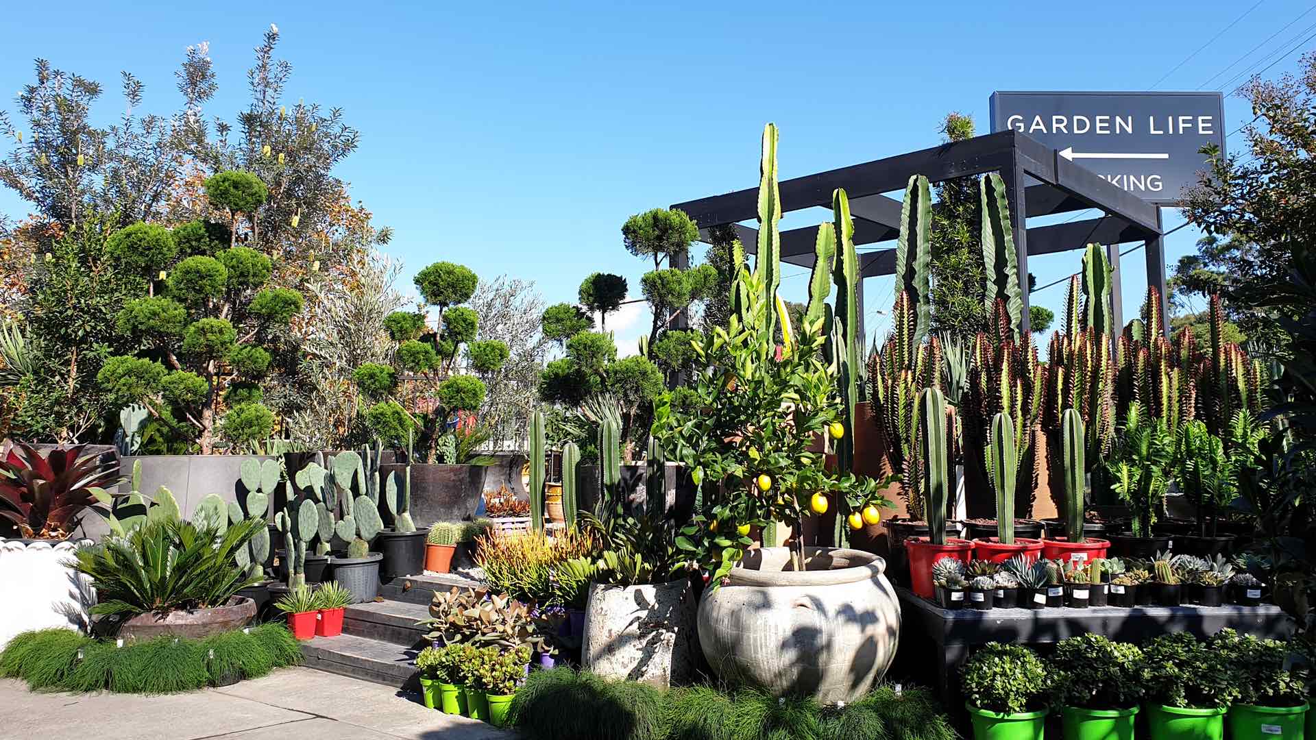 The Best Places To Buy Plants In Sydney Concrete Playground