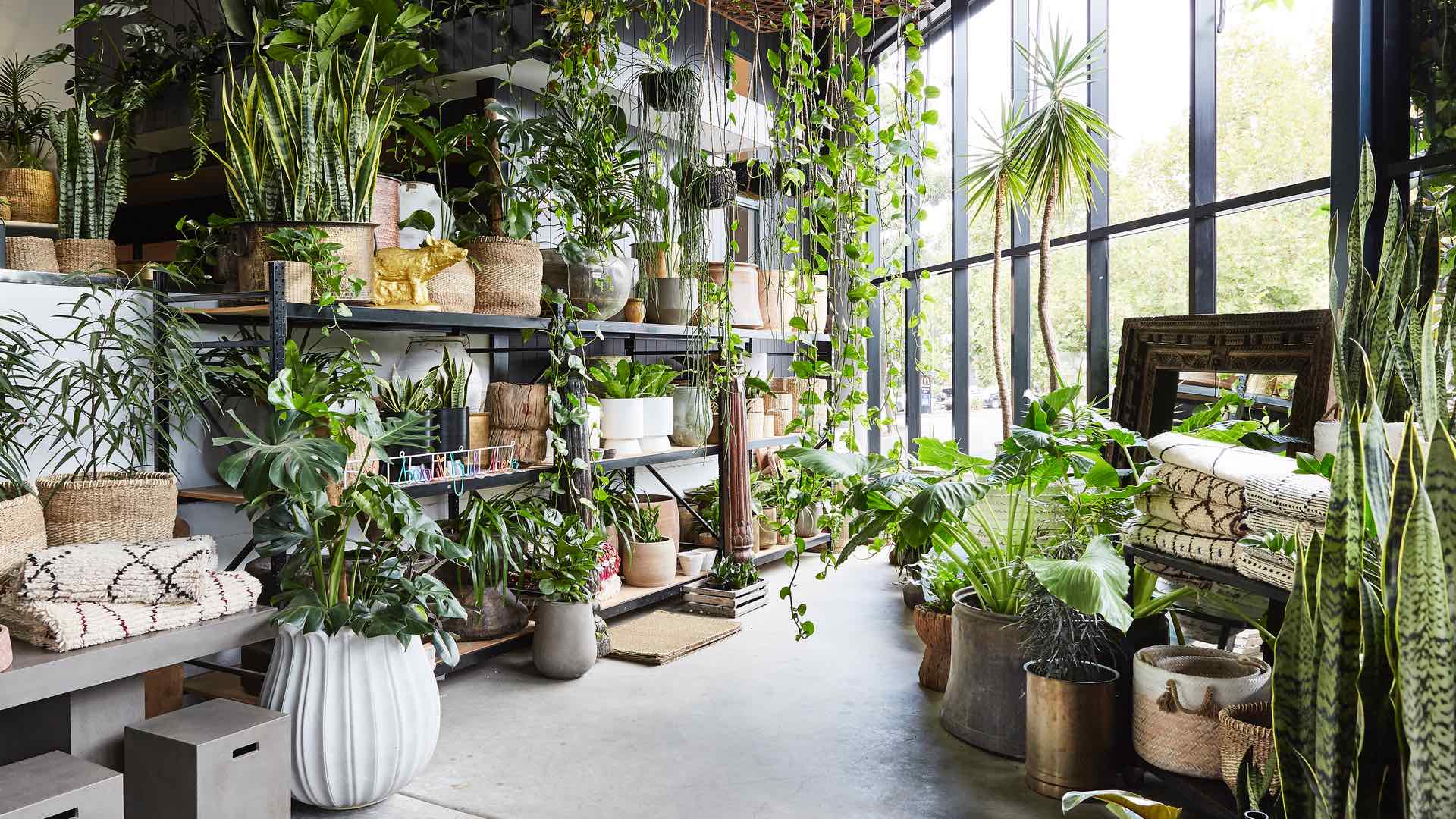 The Best Places to Buy and Order Plants in Sydney - Concrete Playground
