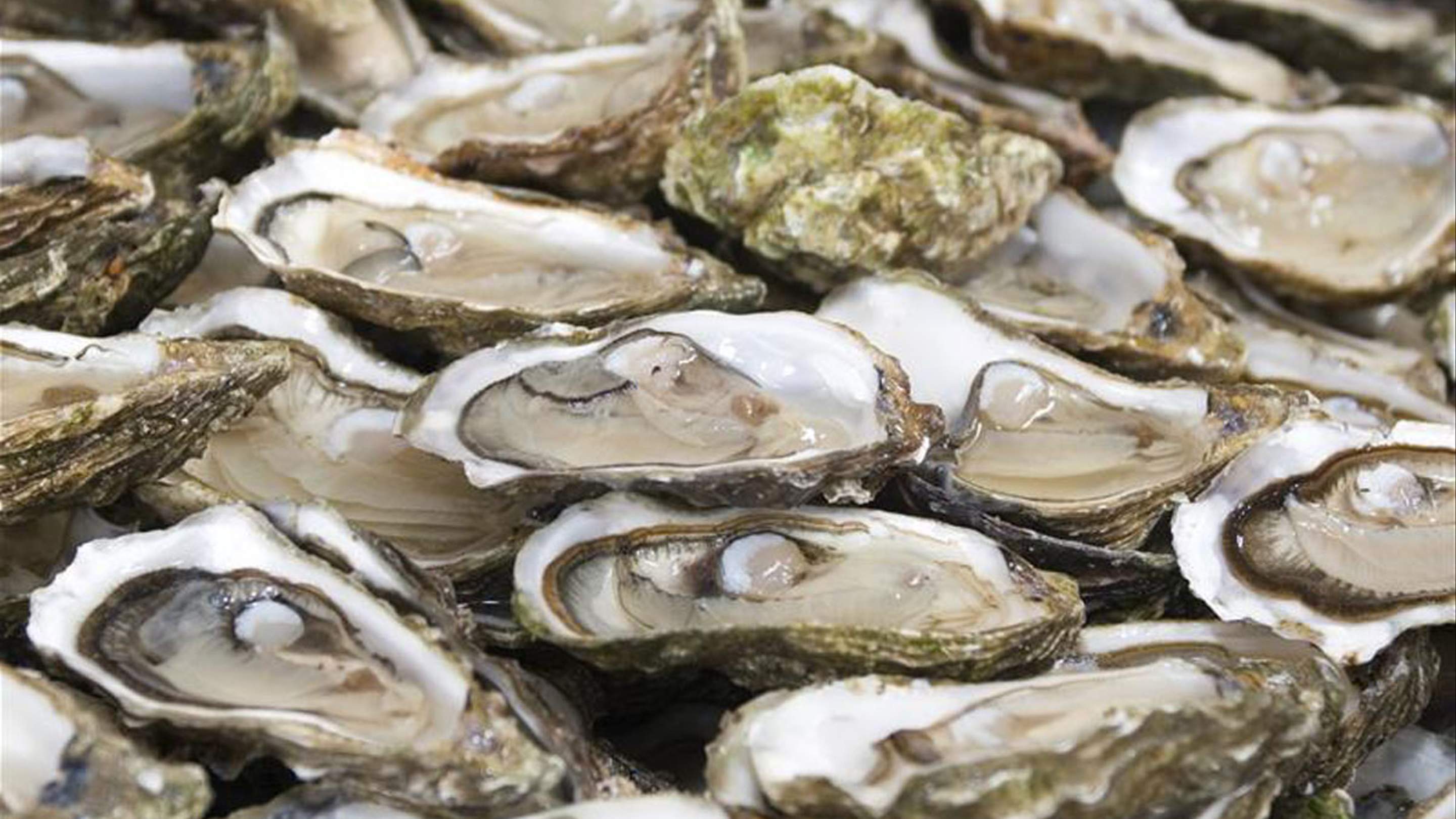 All You Can Eat Bluff Oysters Concrete Playground