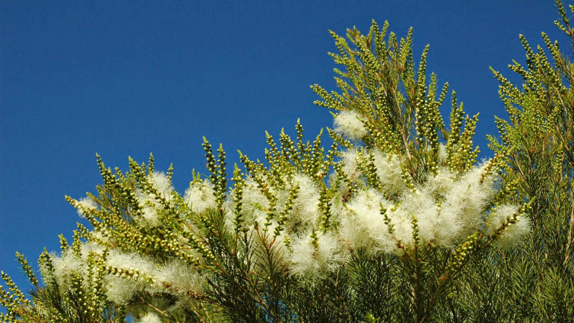 Melaleuca alternifolia