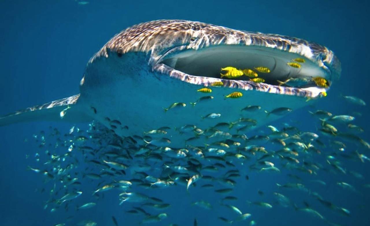 Ningaloo Reef: The Other Great Australian Reef to See (and Save ...