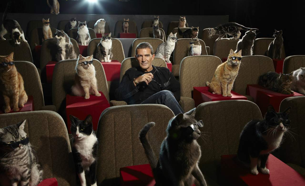 Great Kitten Could Be the World's First Cat Cinema