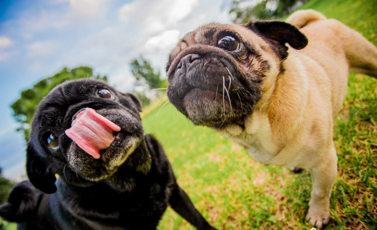There's Going to Be a Pug Wedding in Melbourne