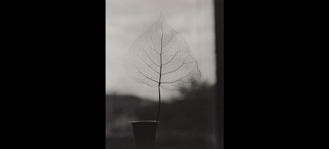 olive-cotton-skeleton-leaf05
