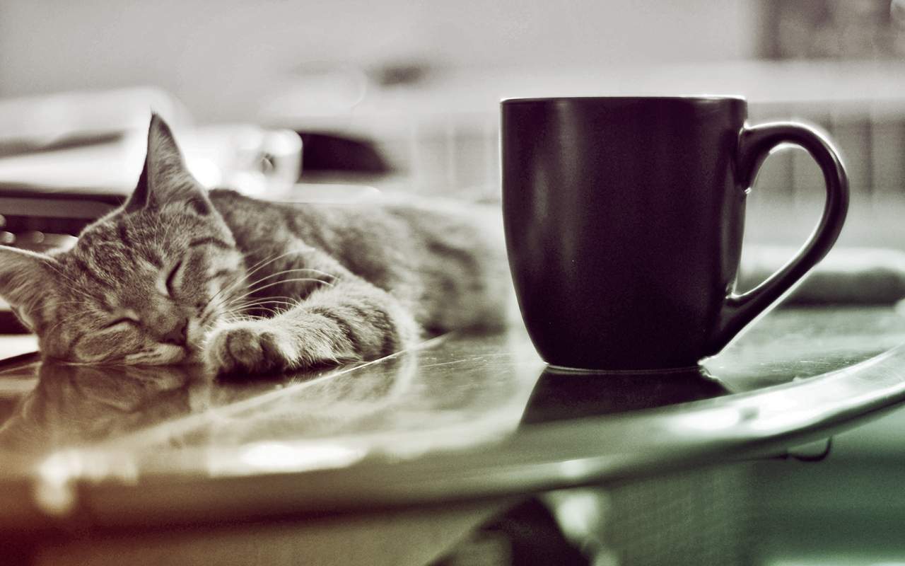 New Zealand, You May Finally Be Getting Your Very Own Cat Cafe