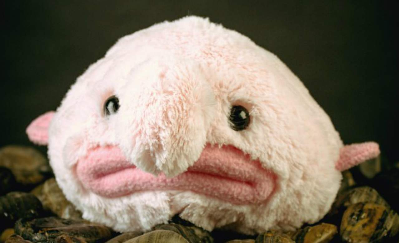 blobfish plush toy