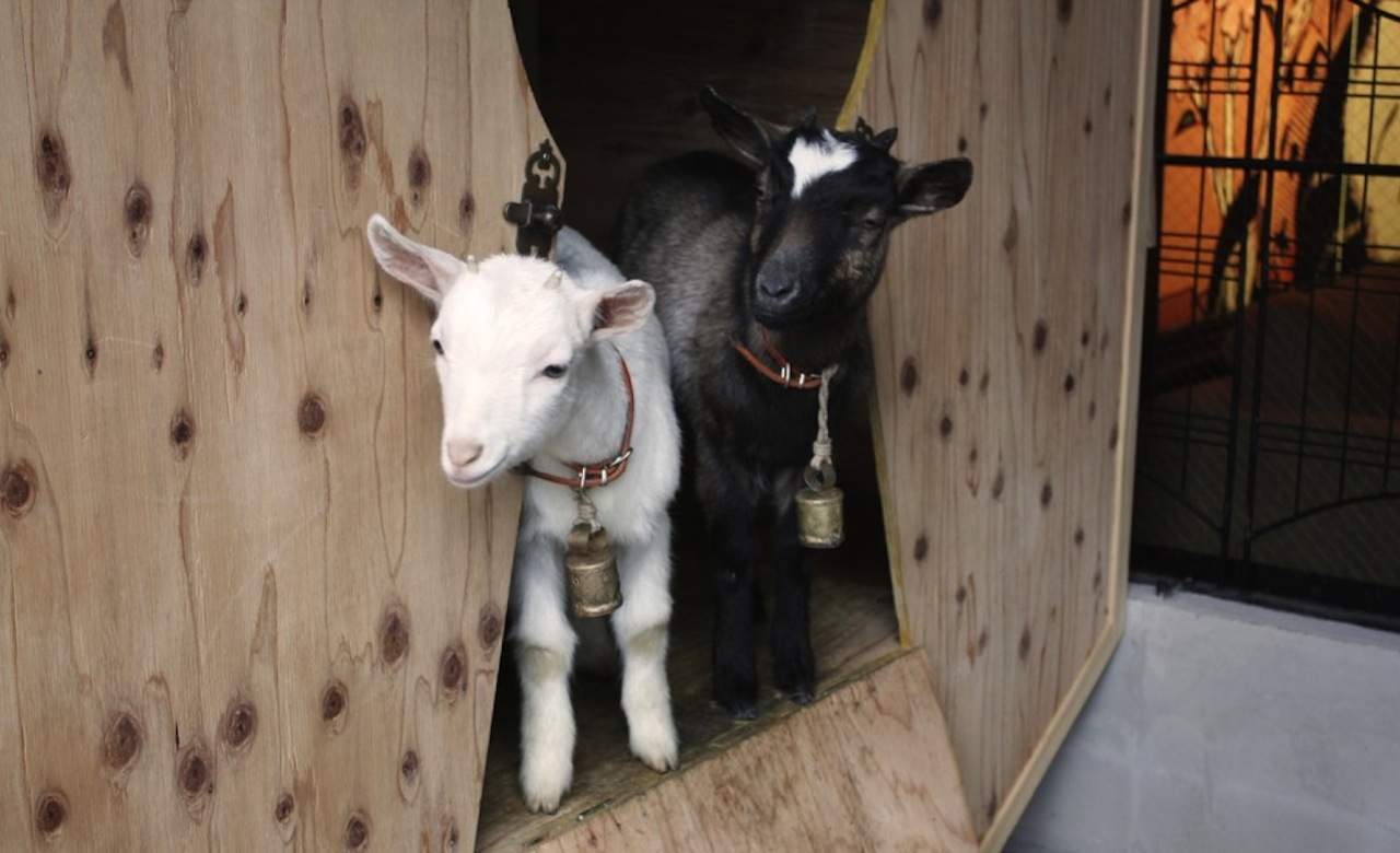 Japan Has Moved on to Goat, Rabbit and Reptile Cafes
