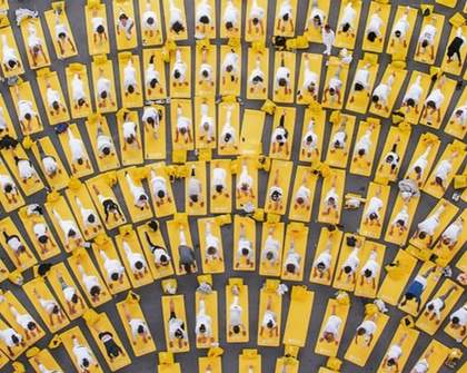 Get Zen with These Pictures of International Yoga Day 2015