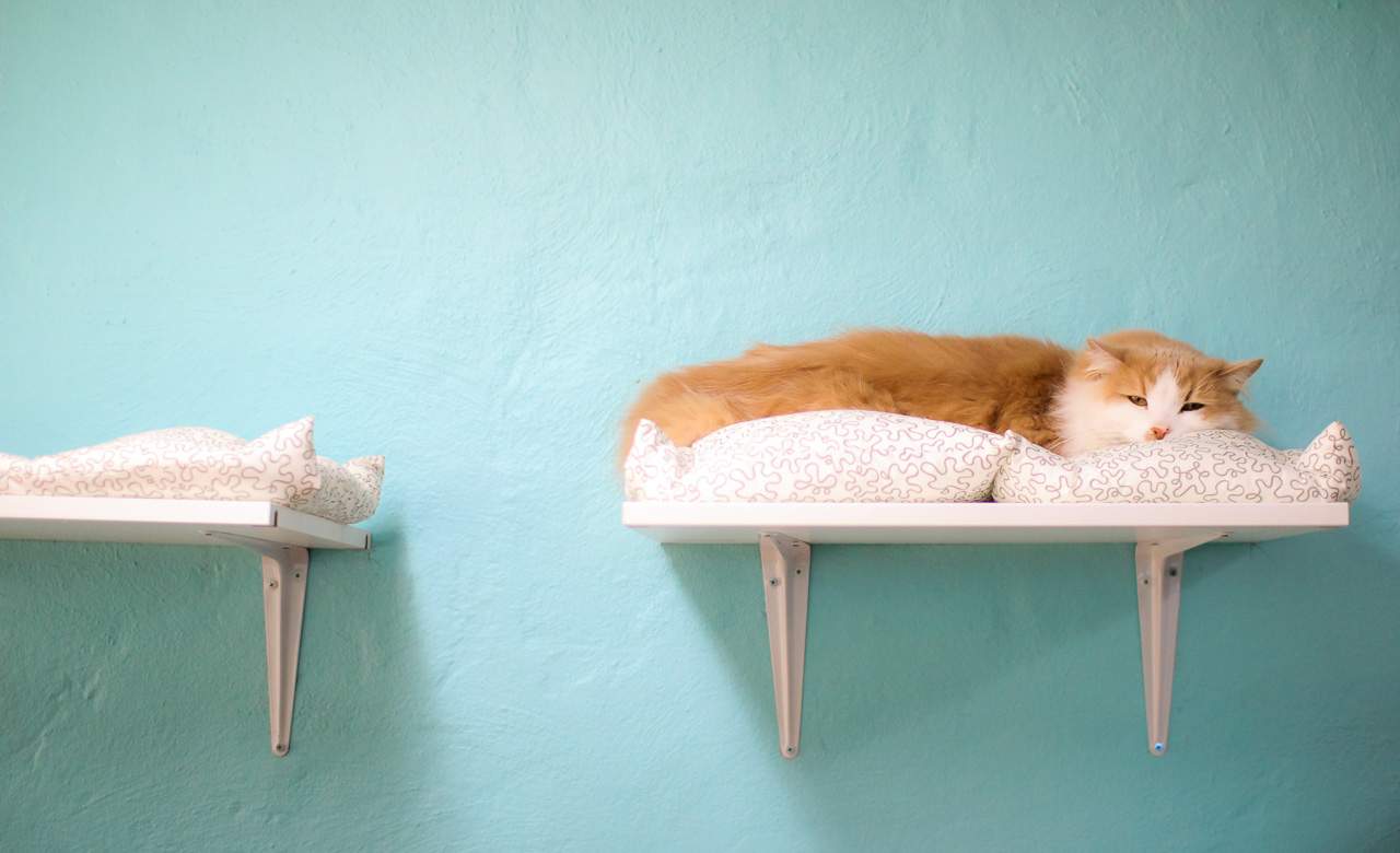 This Sydney Cat Cafe Is Doing Cat Yoga