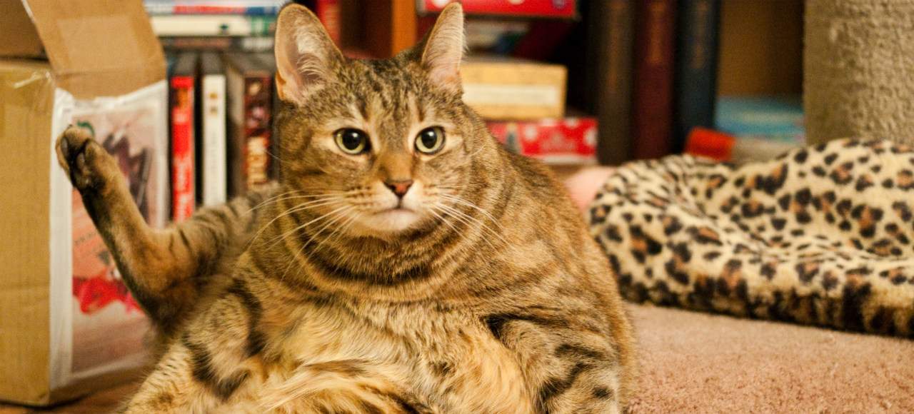 This New York Cat Cafe Just Introduced Kitty Yoga