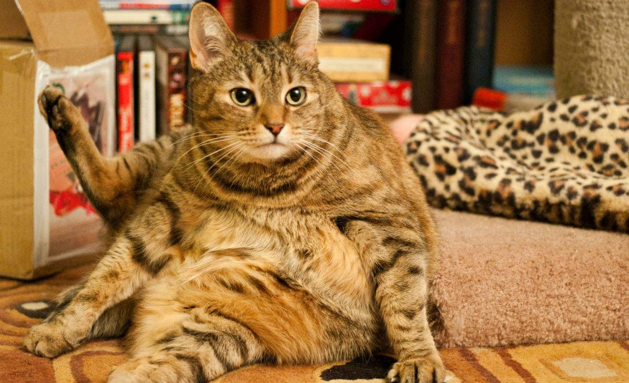 This New York Cat Cafe Just Introduced Kitty Yoga