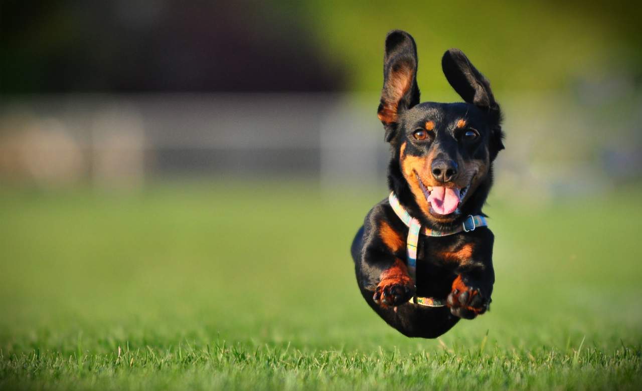 An Adorable Dachshund Race is Taking Place in Auckland