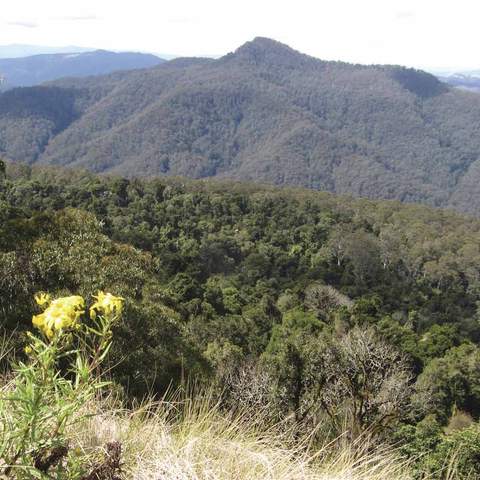 Pieries Peak Walking Track