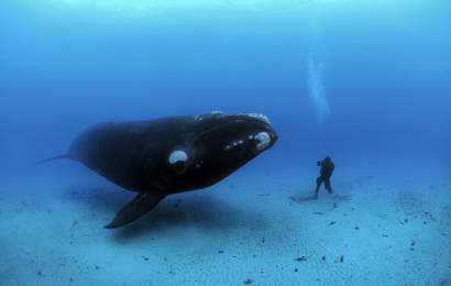Background image for National Geographic Photographer Brian Skerry on Fighting for a Wilder Ocean