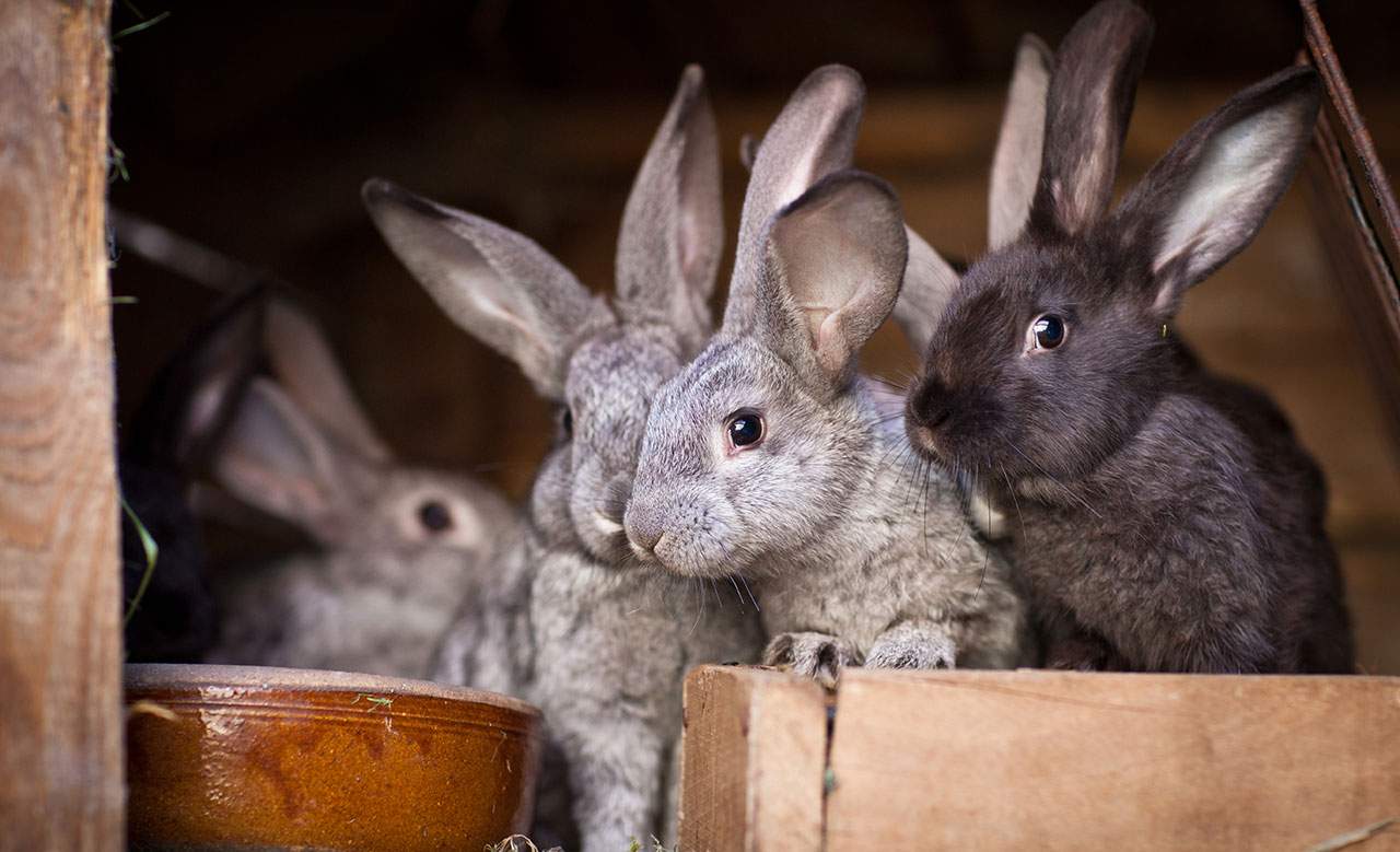 Help Crowdfund Australia's First Ever Bunny Cafe