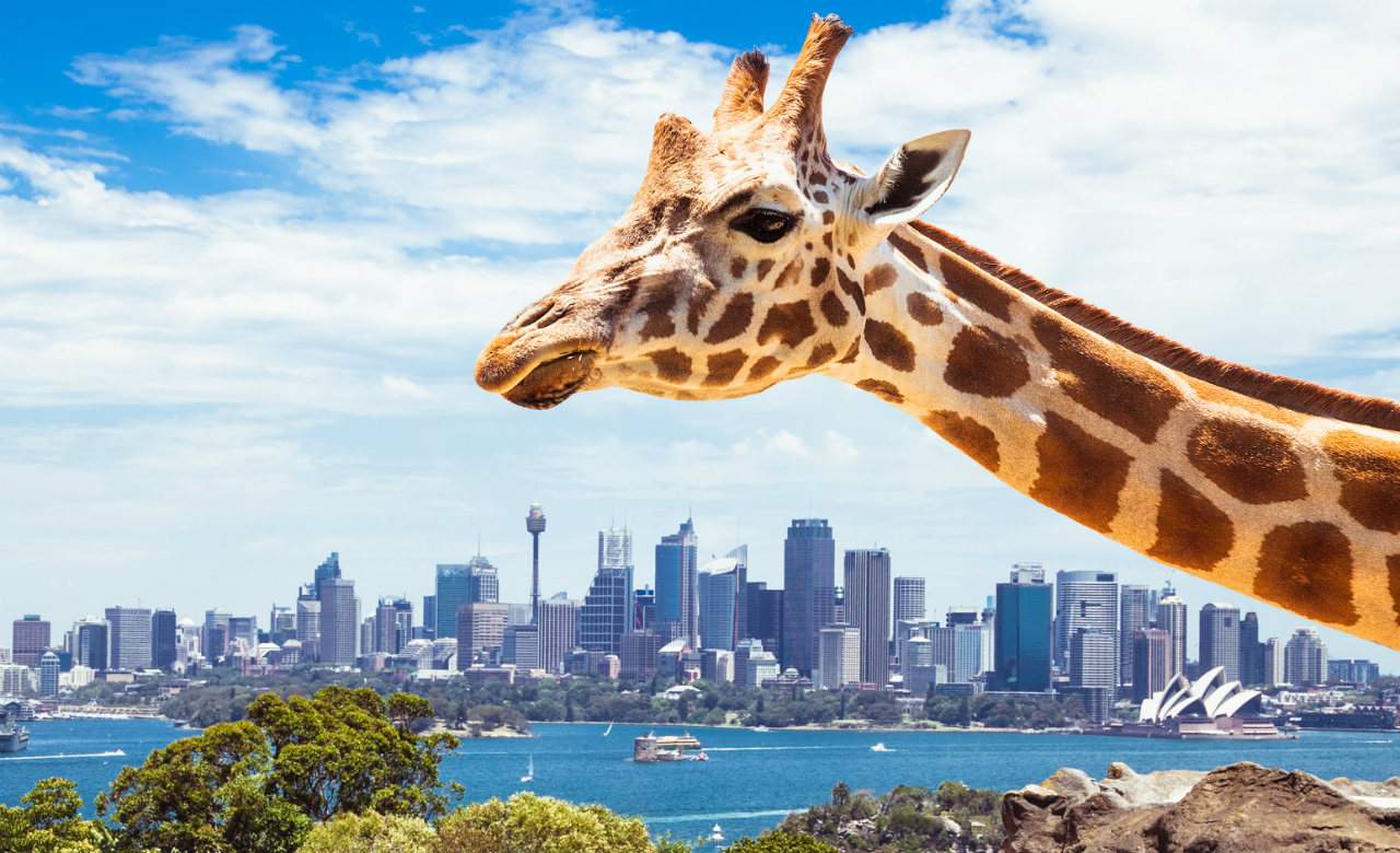 Taronga Zoo Wants to Open an Overnight 'Wildlife Retreat' in the Middle of the Zoo