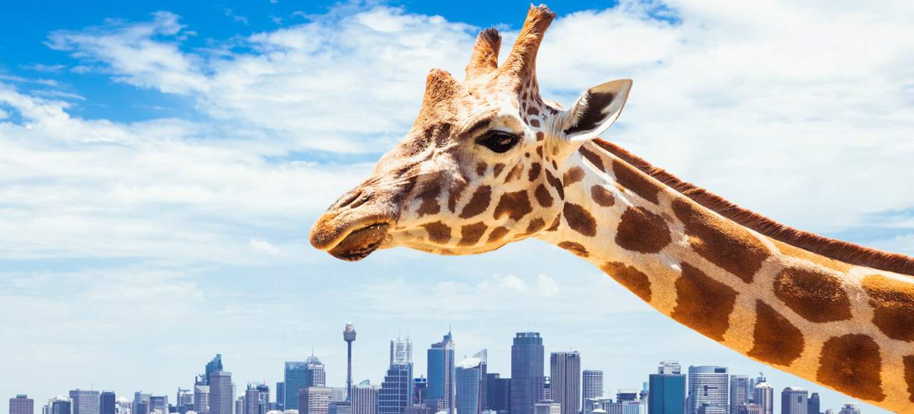 Look Out Taronga, Sydney Is Getting a New Zoo