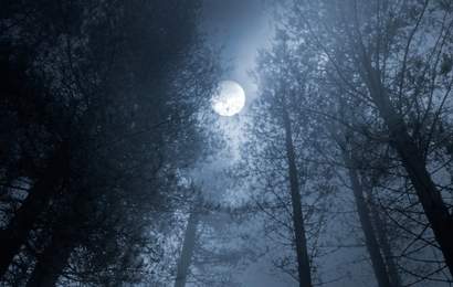 Background image for Australia's First Horror Movie Campout Is Coming to a Creepy Forest Near You