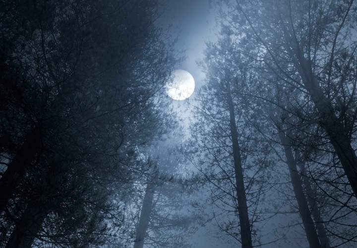 Background image for Australia's First Horror Movie Campout Is Coming to a Creepy Forest Near You