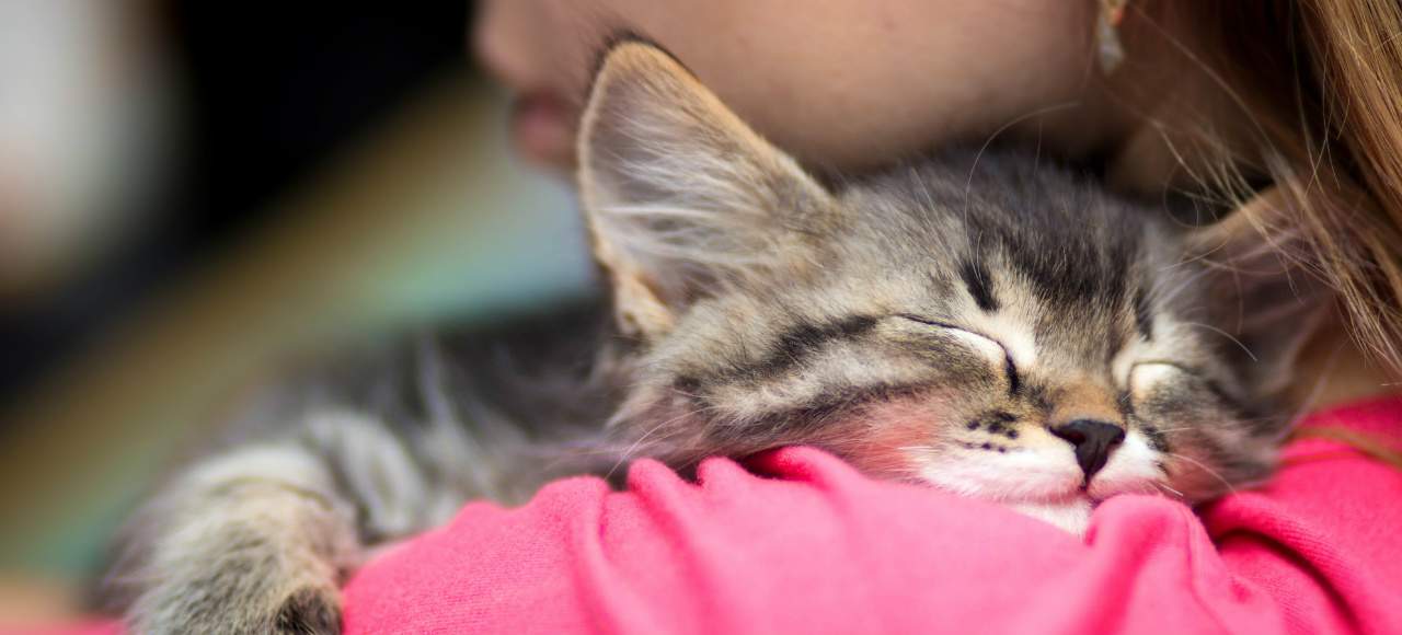 Brisbane Is Getting a Second Cat Cafe