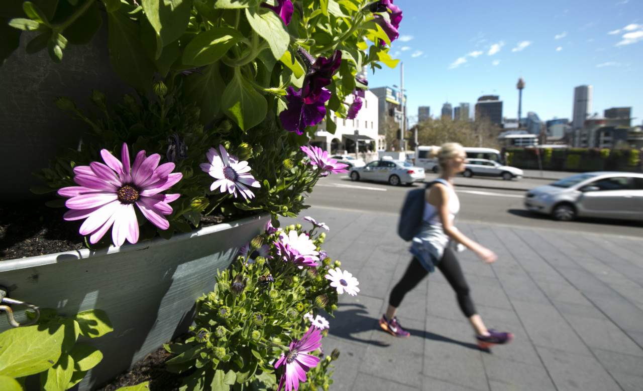 The City of Sydney Is Giving Away 5000 Plants