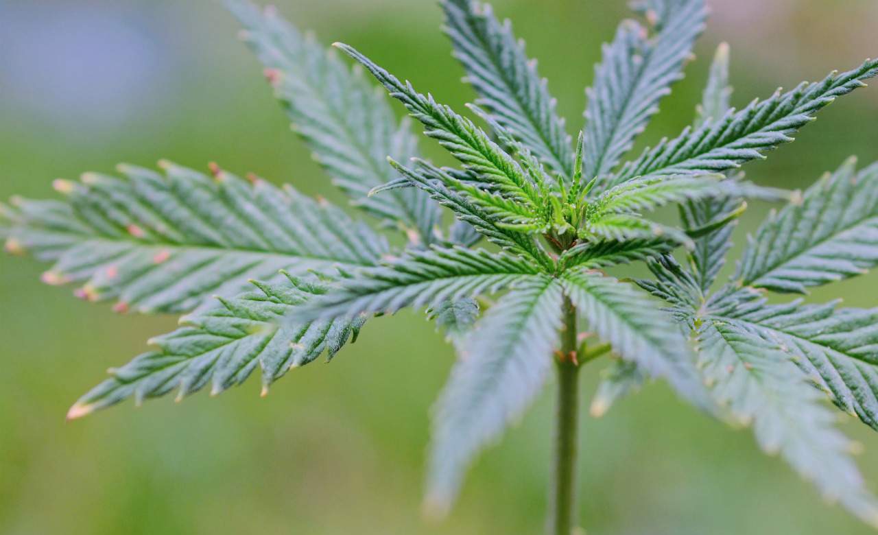 The Federal Government Has Just Approved the Sale of Medicinal Marijuana in Australia