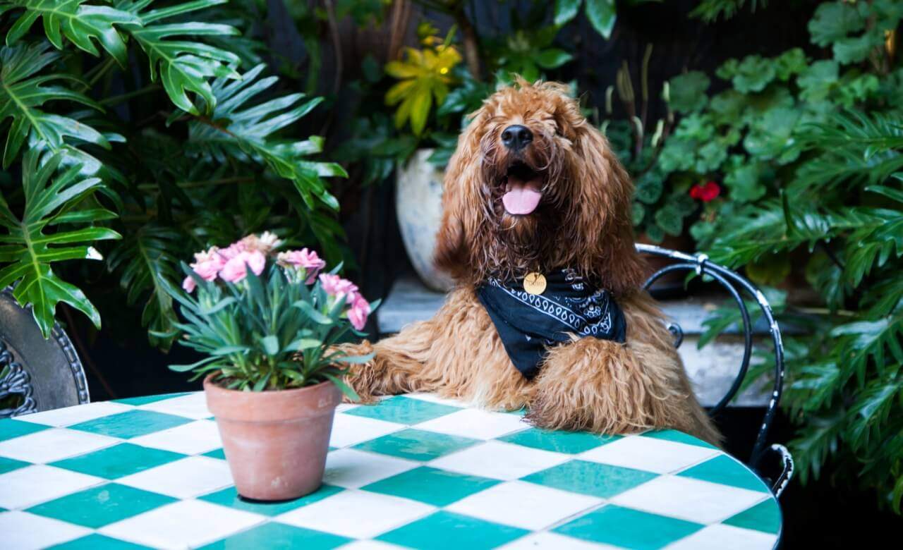 The Beresford Is Hosting an Adorable Dog Show of Their Own