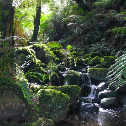 Best Hikes Near Melbourne walks