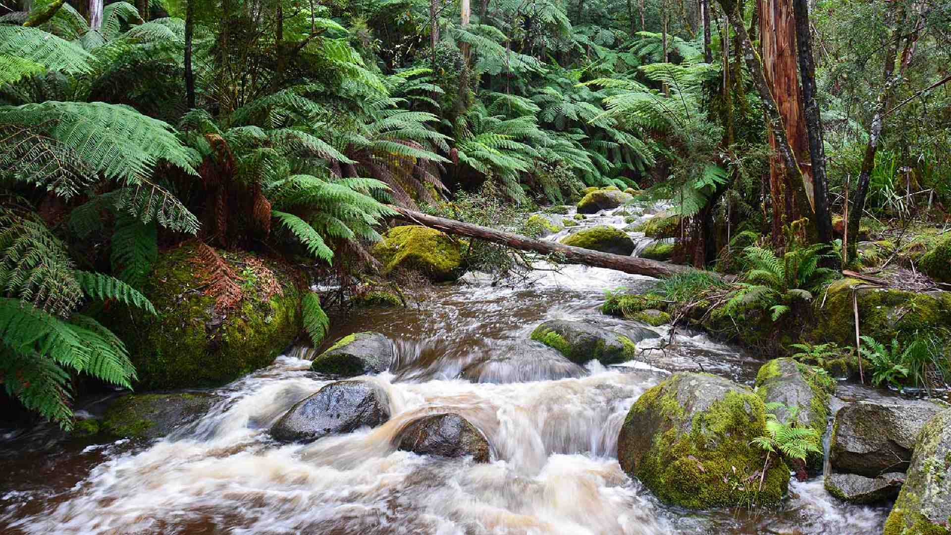 The Ten Best Walks In and Around Melbourne Concrete Playground Melbourne