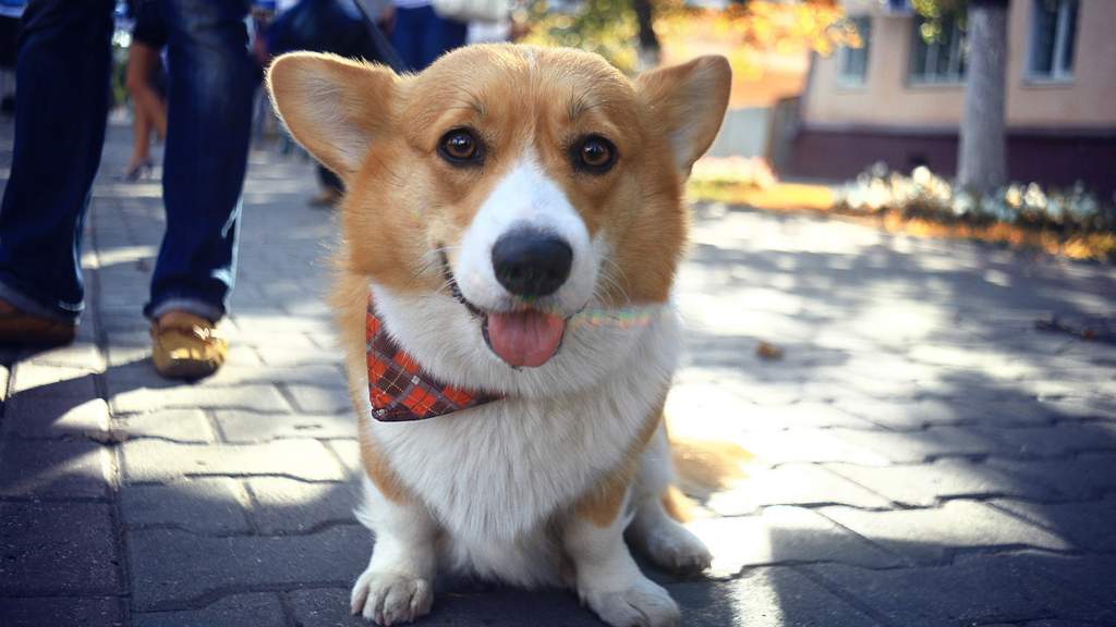 Doggy Christmas Market, Melbourne